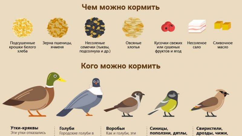 Чем питается голубь: список продуктов и особенности кормления