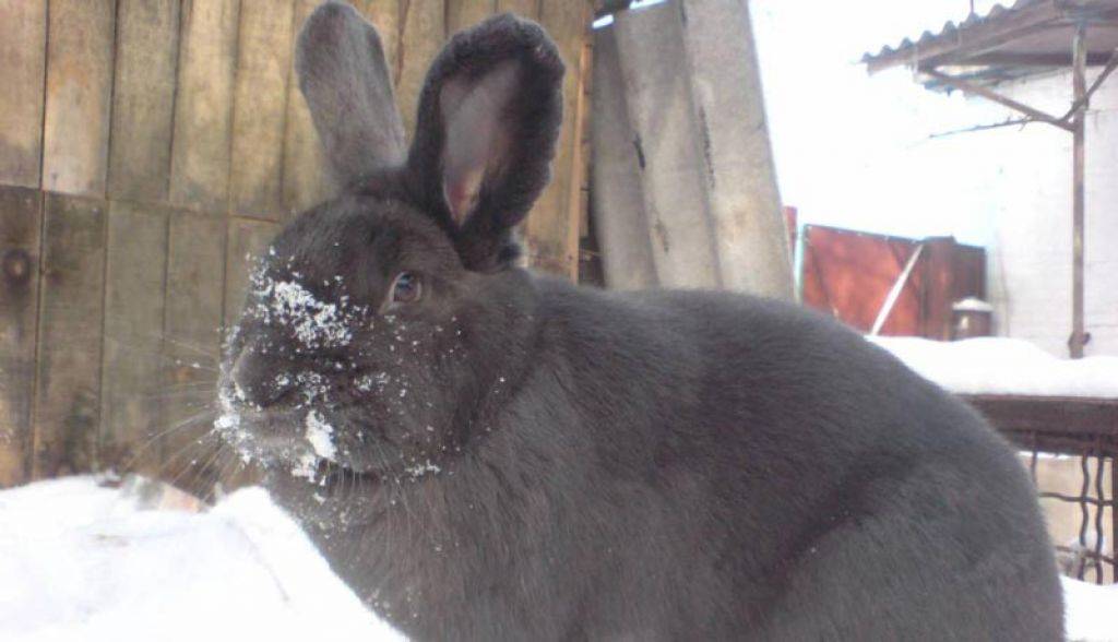 Кролик породы венский голубой. описание, уход и питание кролика венский голубой