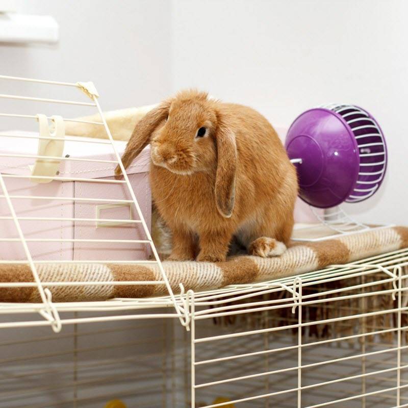 Как ухаживать за кроликами в домашних условиях?