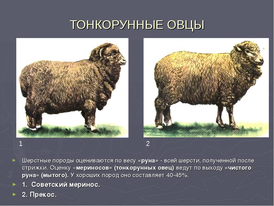 ᐉ породы тонкорунных овец: описание и характеристика - zooon.ru