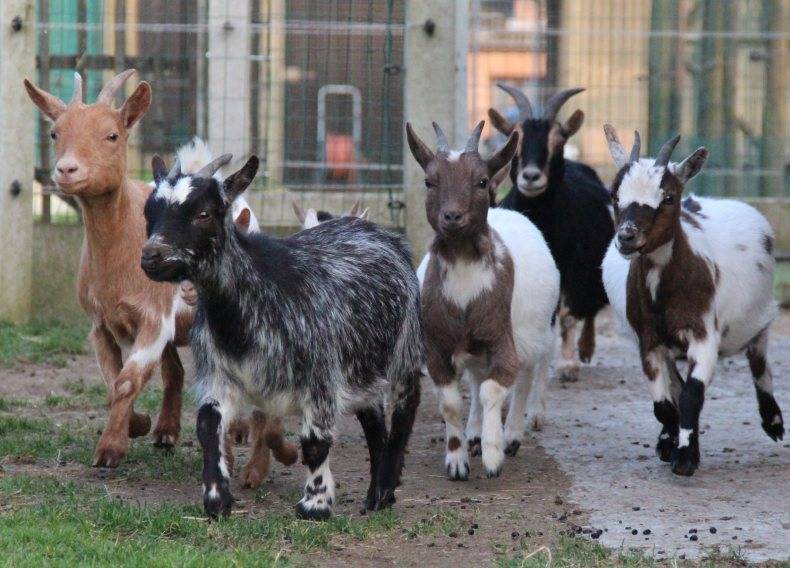 Карликовые козы – особенности миниатюрных пород 2021