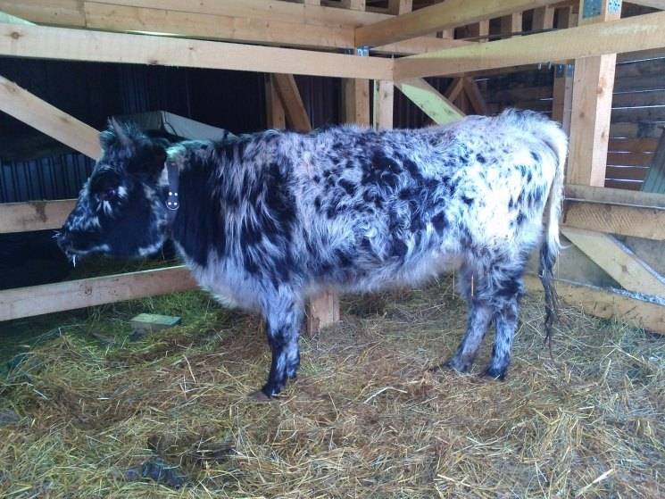 Мини-корова: описание топ-7 карликовых пород и их популярность в россии