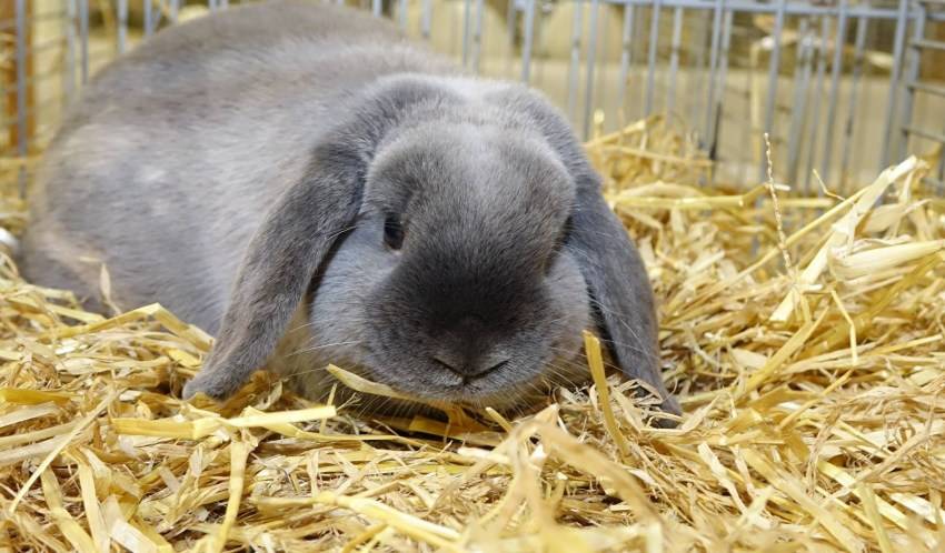 Кролики породы баран: фото и описание животных