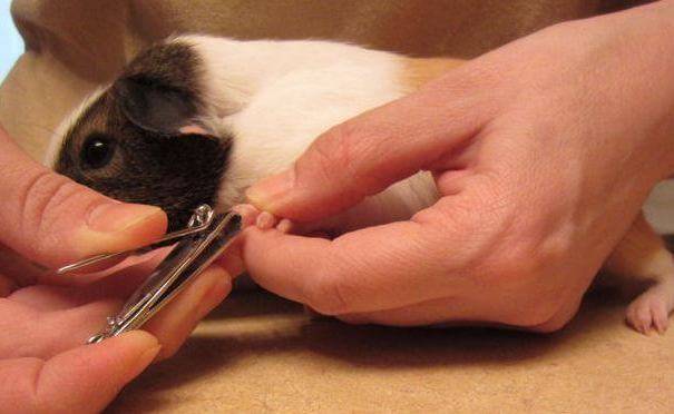 Как подстричь когти кролику в домашних условиях: пошаговая инструкция
