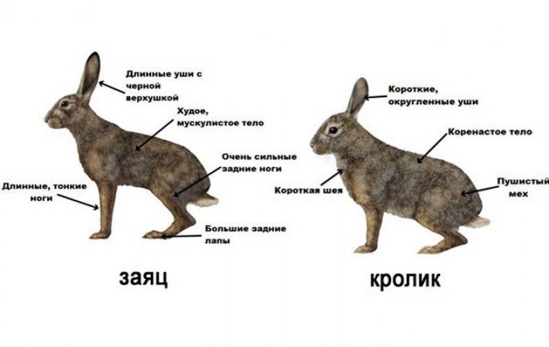 ᐉ чем отличается кролик от зайца: в чем разница между ними? - zooon.ru