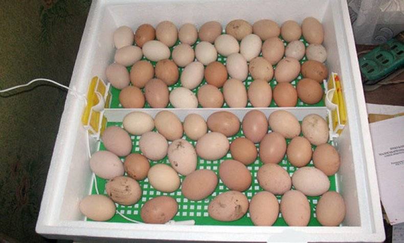 Как хранить яйца для инкубации: сколько и как можно держать их до закладки, а также как выбрать и проверить подходящие образцы для наилучшего результата? selo.guru — интернет портал о сельском хозяйст