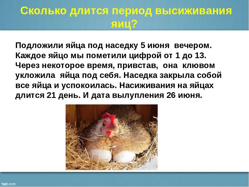 Сколько и какие яйца можно подкладывать под курицу наседку