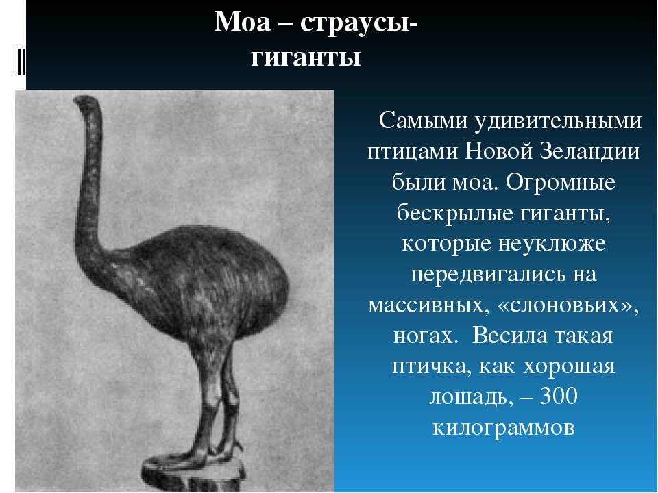 Виды и породы страусов для разведения в частном подворье