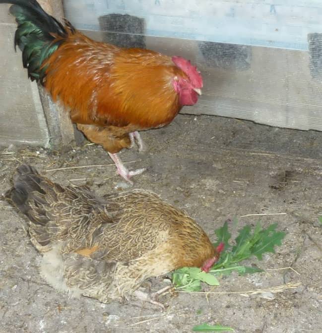 Молодка несушки куры яйца когда начинать яиц петух породы молодые нестись