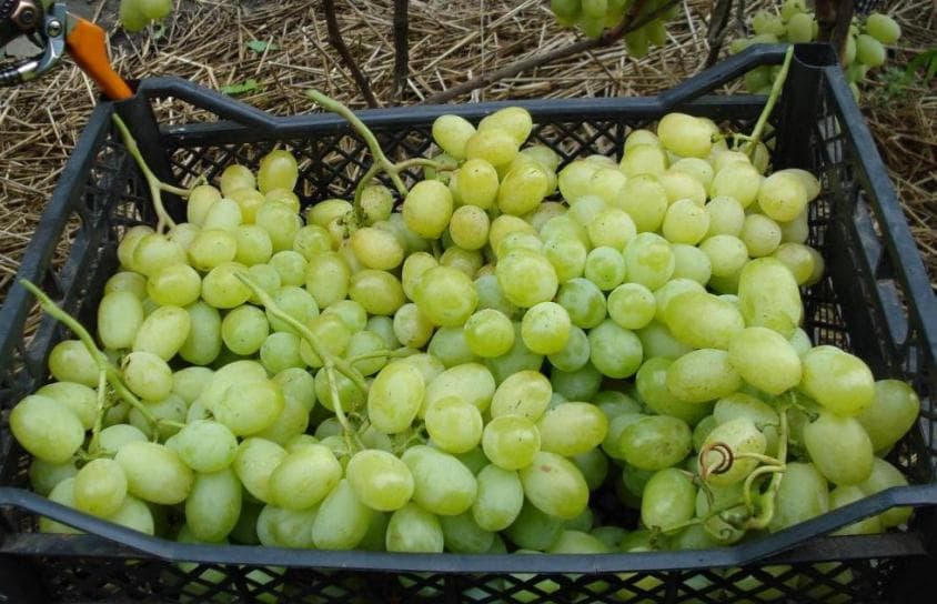 Лора (виноград): описание сорта, отзывы