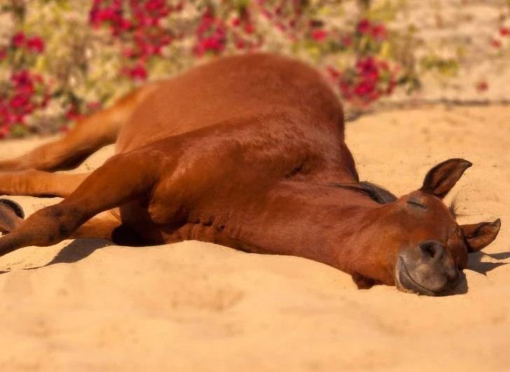 Как лошади спят - стоя или лежа, продолжительность сна