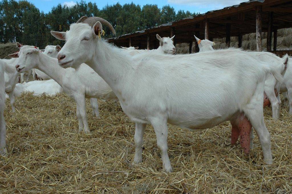 Зааненская порода коз, описание породы, условия содержания и уход за ними