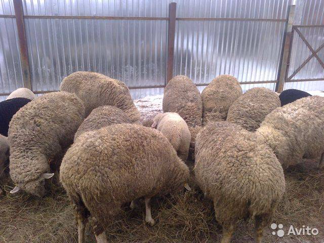 Показатели продуктивности куйбышевской породы овец