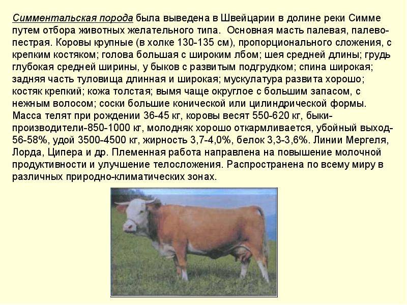 Разведение крс | породы коров: голштинская и симментальская