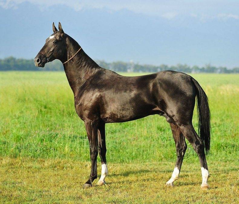 Ахалтекинская лошадь. описание, особенности и уход за ахалтекинской лошадью