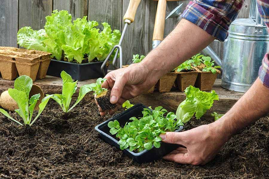 Дачные и садовые работы в августе. полезные советы и рекомендации опытного садовода