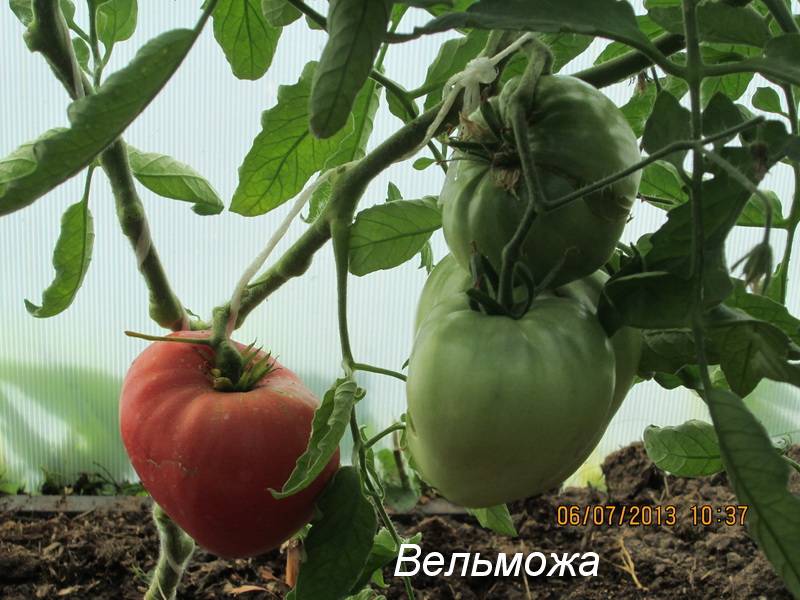 Томат вельможа (45 фото): характеристика и описание сорта, отзывы кто сажал помидоры