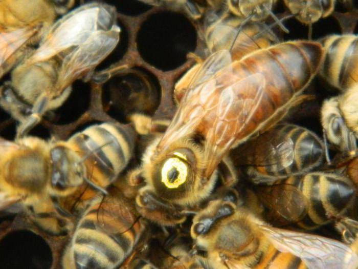 Пчелы породы бакфаст: характеристика и описание, отзывы пчеловодов