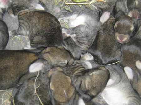 Почему крольчиха отталкивает новорожденных крольчат