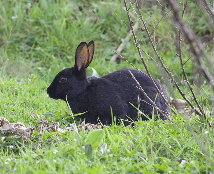 Черно-бурый кролик — содержание, кормление, разведение, особенности породы