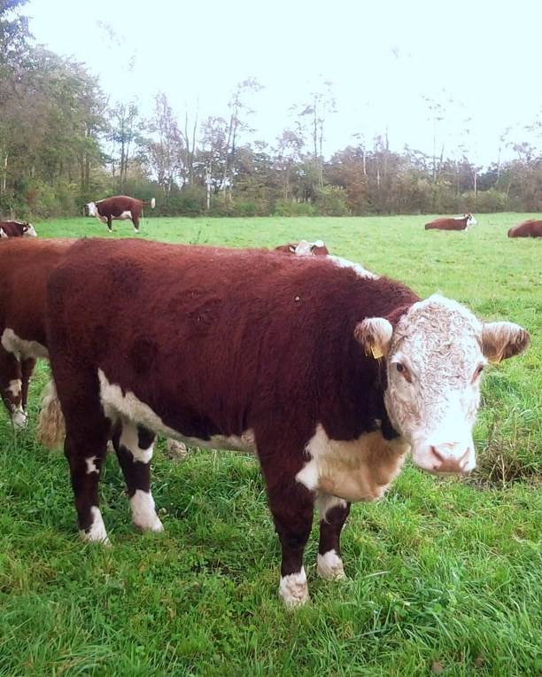 Герефордская порода коров: внешний вид, разведение и содержание