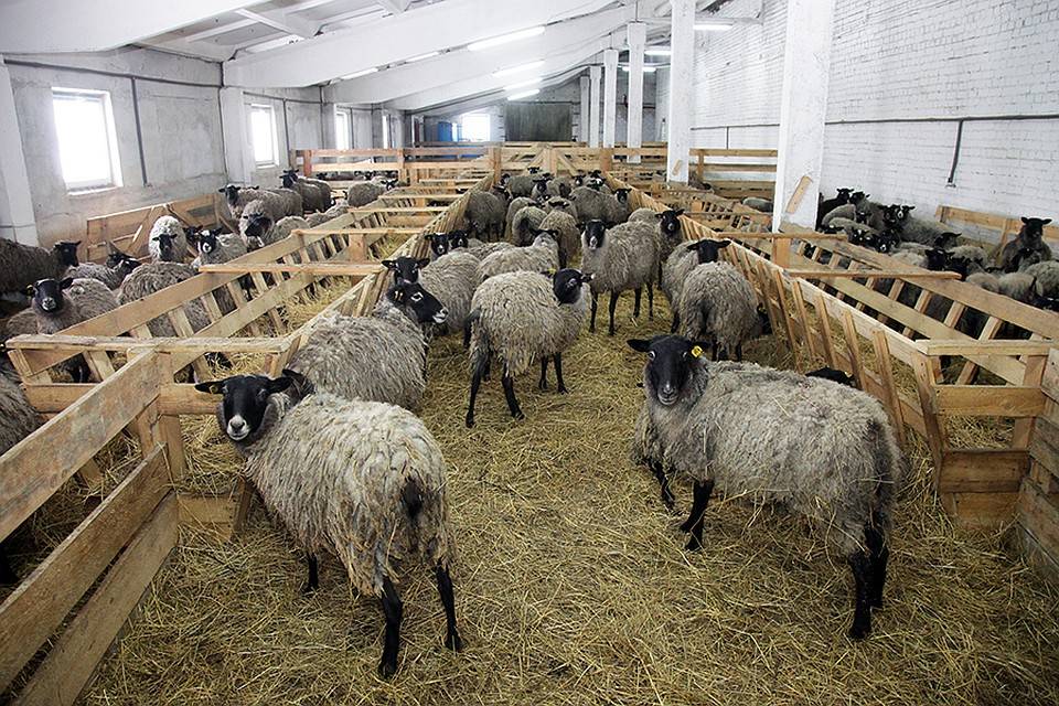 Мясные породы овец: характеристика 12 самых лучших для разведения в нашей стране