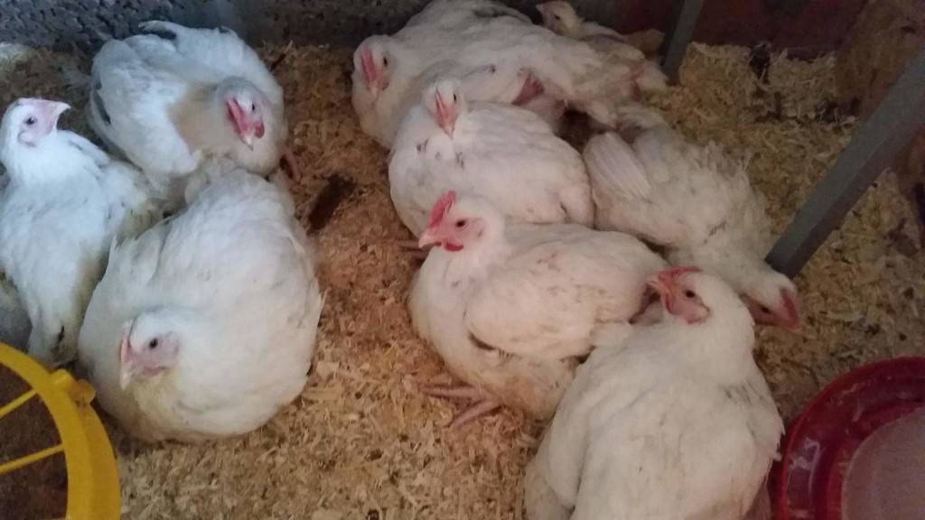 Цыплята бройлеры кобб 500: выращивание в домашних условиях