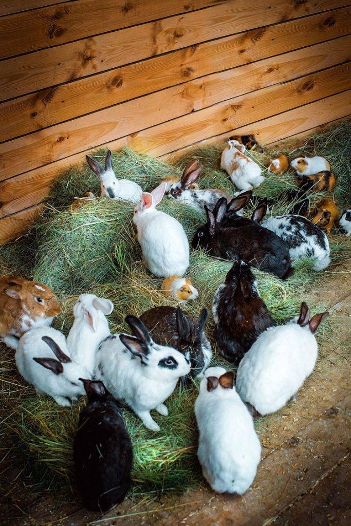 Как ухаживать за кроликами в домашних условиях и чем кормить — это полезно знать