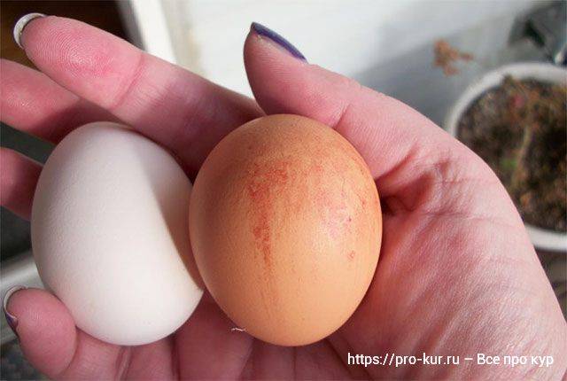 Ветеринария домашней птицы | болезни яиц