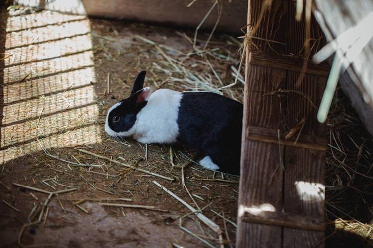 Причины укусов от кроликов и методы решения проблемы