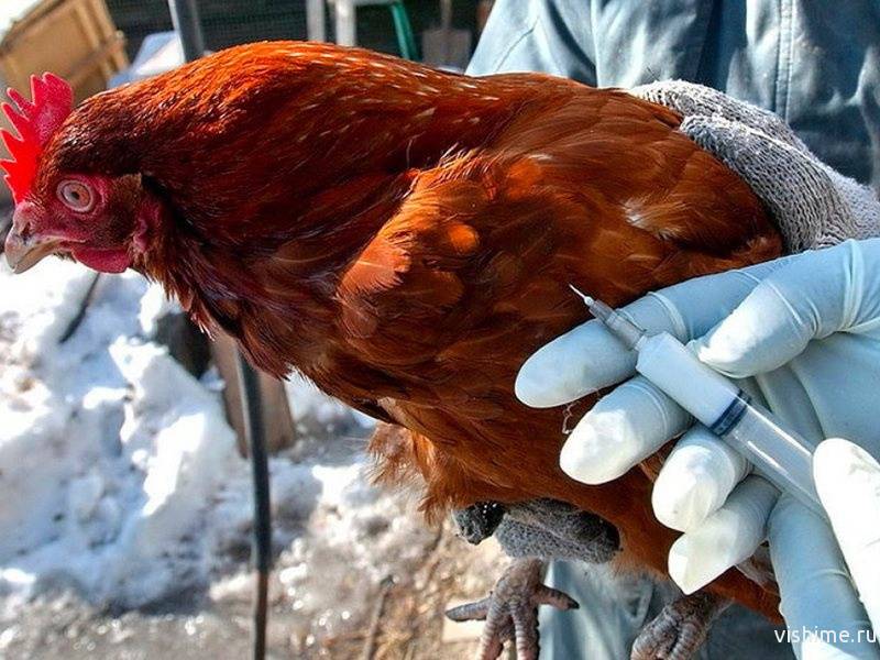 Птичий грипп: симптомы и опасность для человека