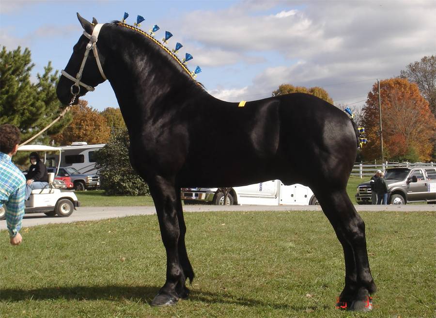ᐉ лошадь породы першерон - характеристика породы и особенности ухода - zooon.ru