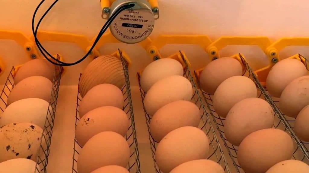 Как и когда закладывать яйца в инкубатор. правильное хранение инкубационного яйца до закладки