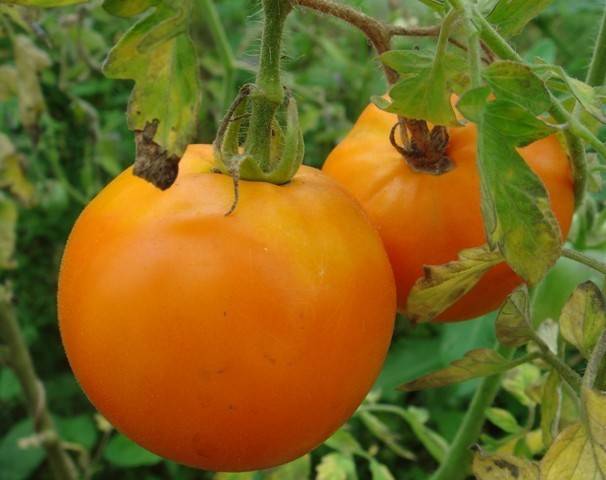 Сорт отечественной селекции — помидоры хурма