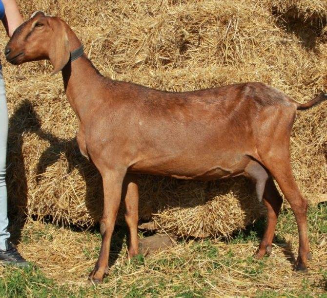 Нубийская порода коз