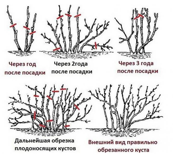 Правила обрезки плодовых деревьев. советы опытных садоводов