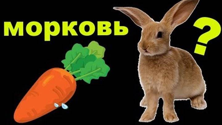 Дают ли кроликам корнеплоды и морковную ботву: как и сколько