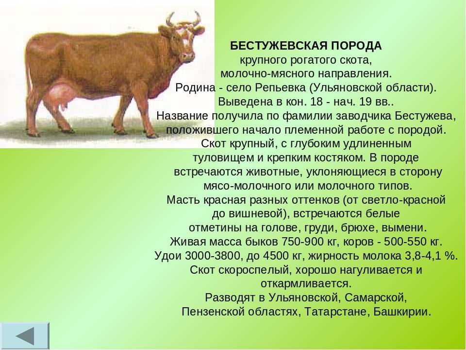 Молочные коровы: характеристика черно-пестрой и красно-пестрой пород