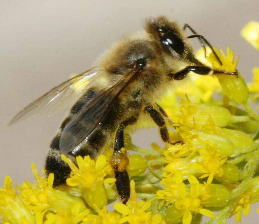 Пчёлы карника и карпатка: какую породу выбрать, характеристика, особенности видов