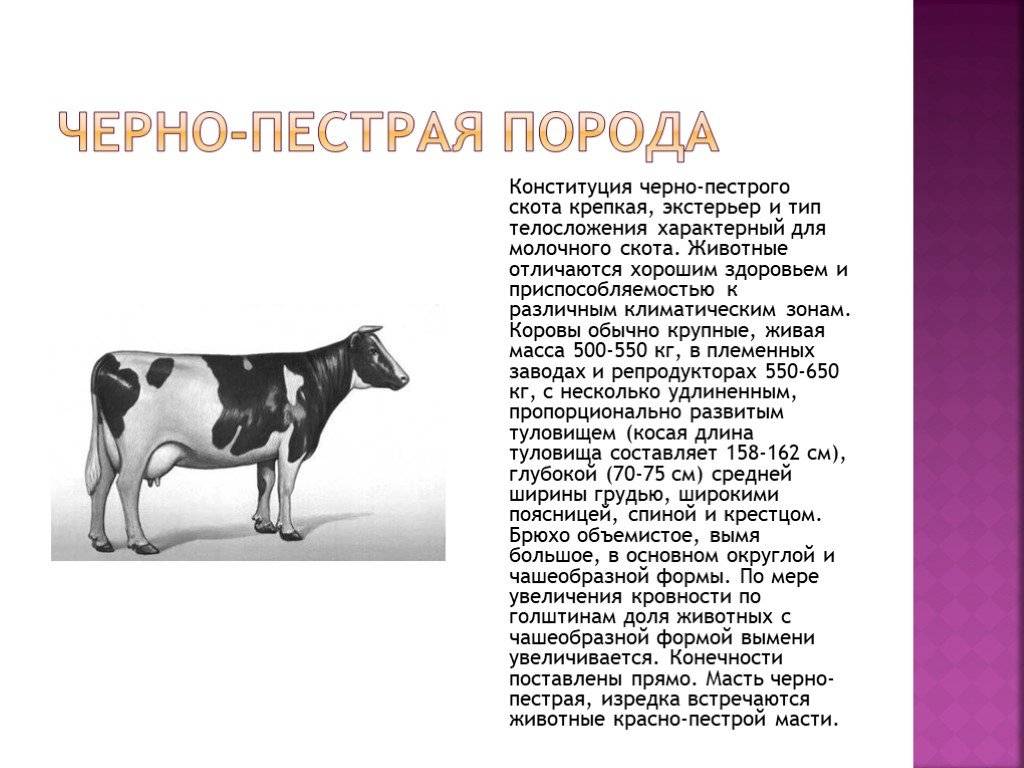Симментальская порода коров: характеристики и особенности