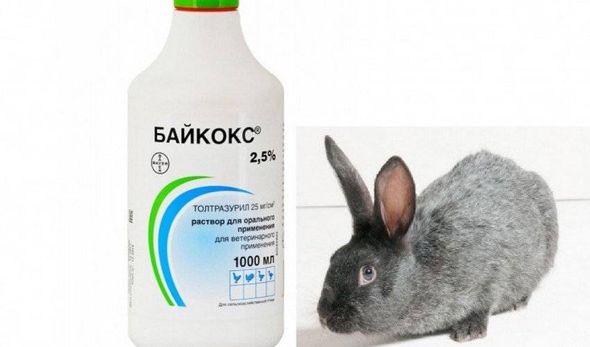 Байкокс для кроликов: описание, инструкция по применению, аналоги