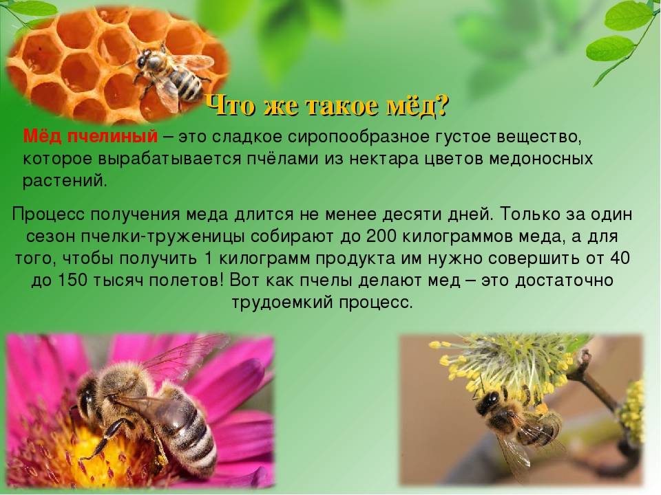 Как пчелы делают мед