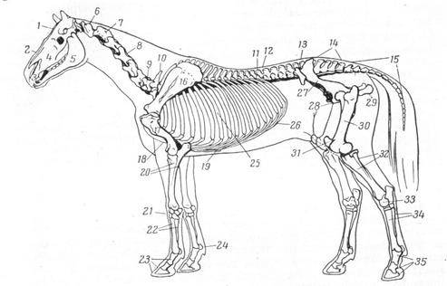 Анатомия лошади