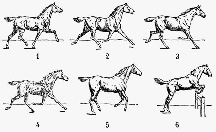Аллюры лошадей: виды и характеристика, какой бег самый быстрый