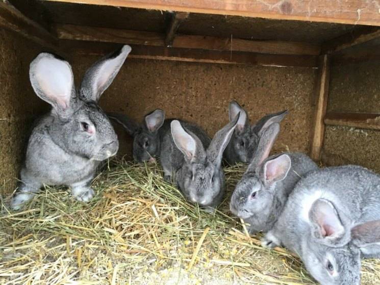 Разведение кроликов: методы и особенности