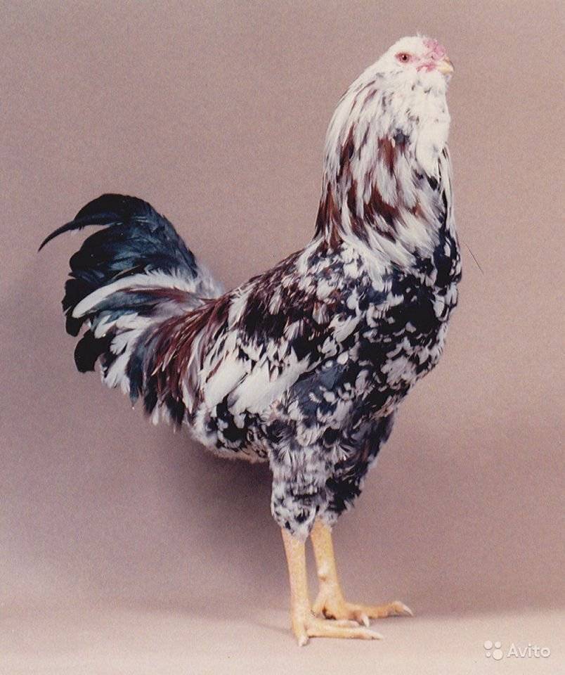 Орловская порода кур: описание основных характеристик, фото