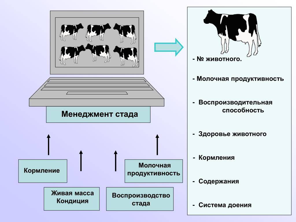 Осеменение молочных коров семенем мясных быков