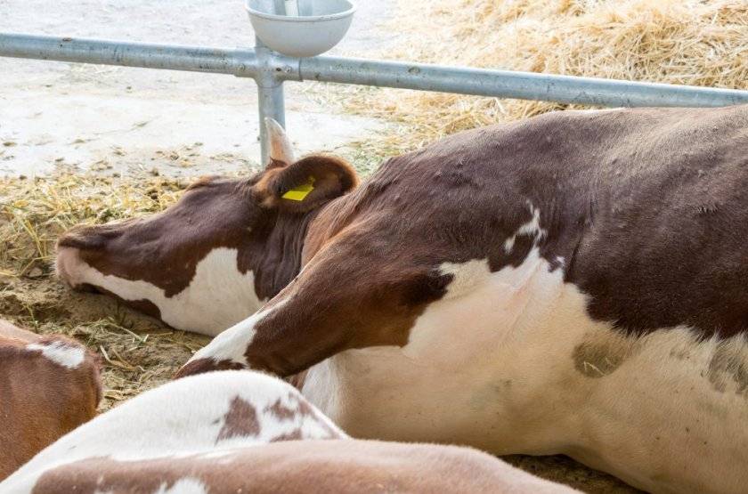 Ветеринария крс | телязиоз крупного рогатого скота