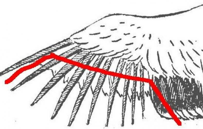 Как подрезать крылья курам, чтобы не летали: пошаговая инструкция, советы и рекомендации