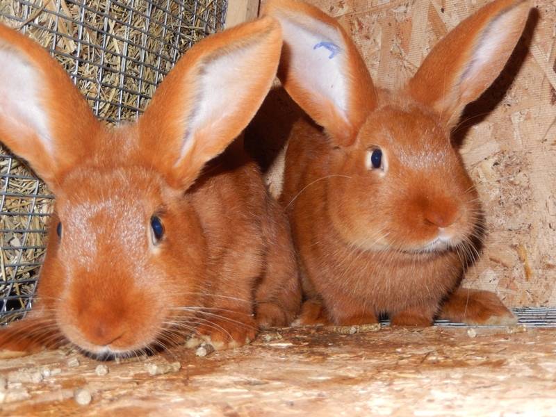 Новозеландский кролик: описание породы, характеристика